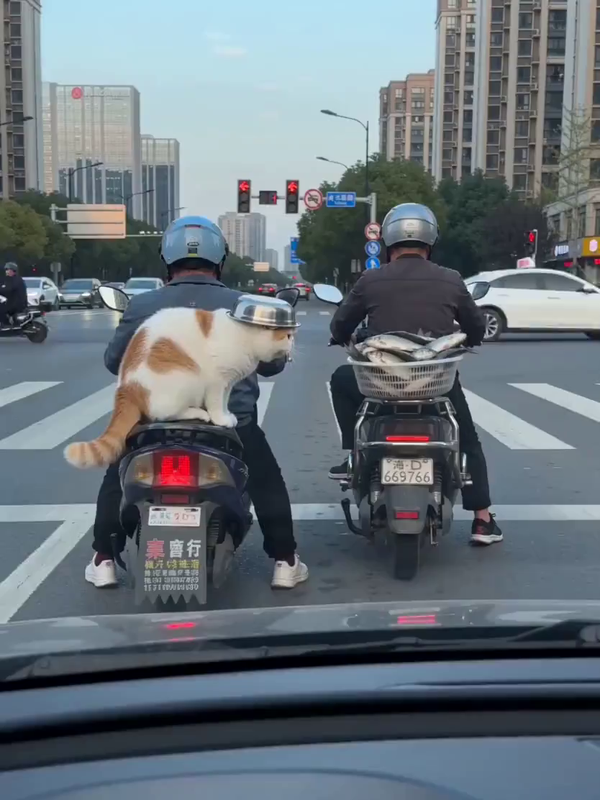 街头抢鱼反杀 AI视频模板效果预览